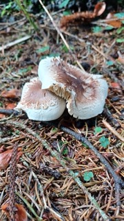 foto di Funghi